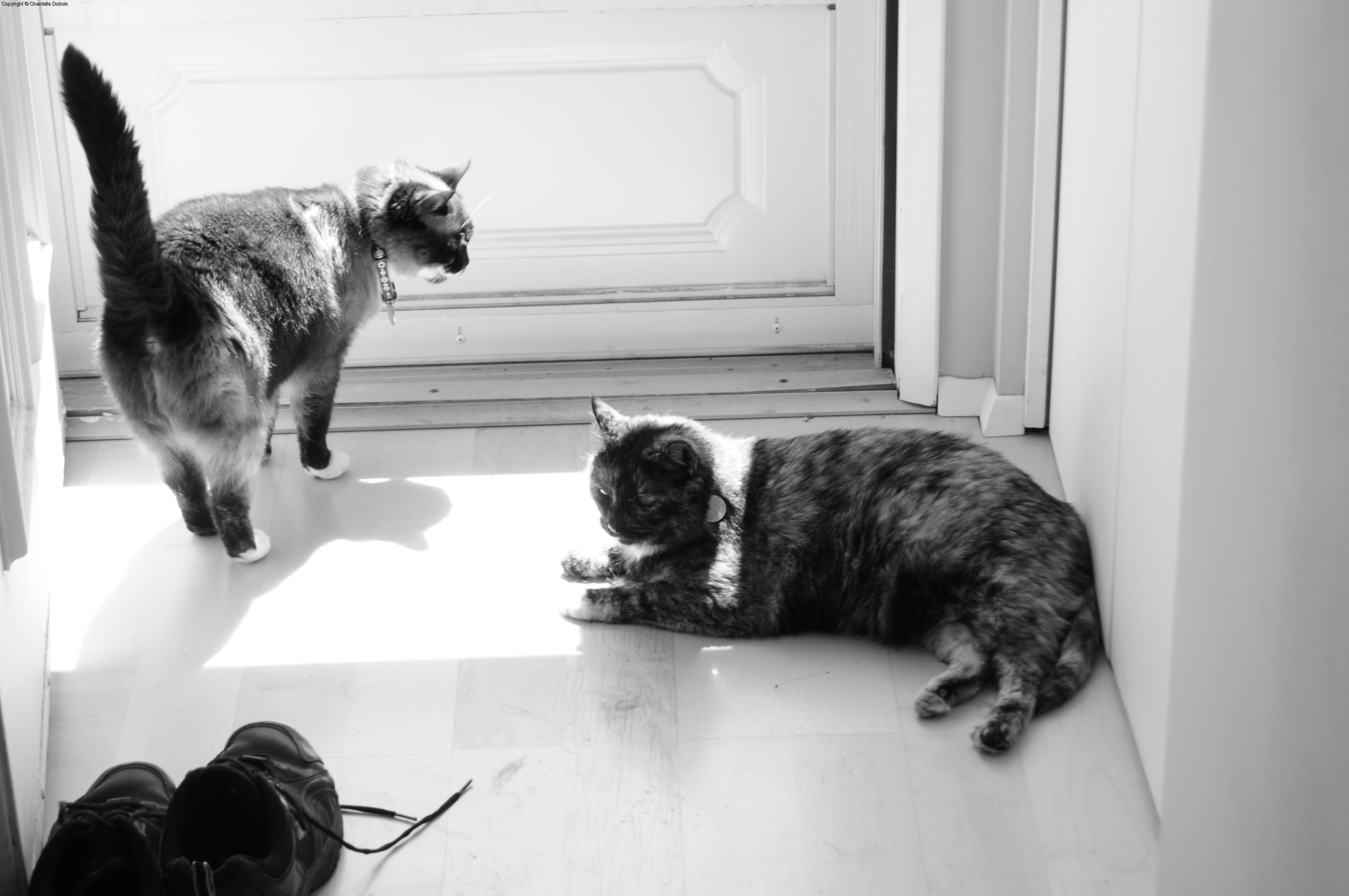 Cats
