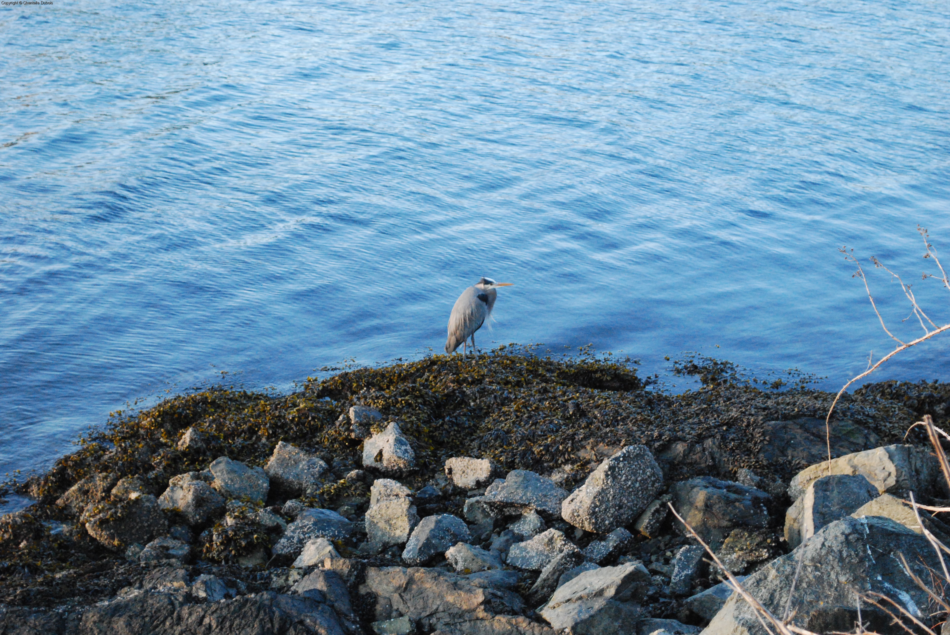 Harbour Walk 11