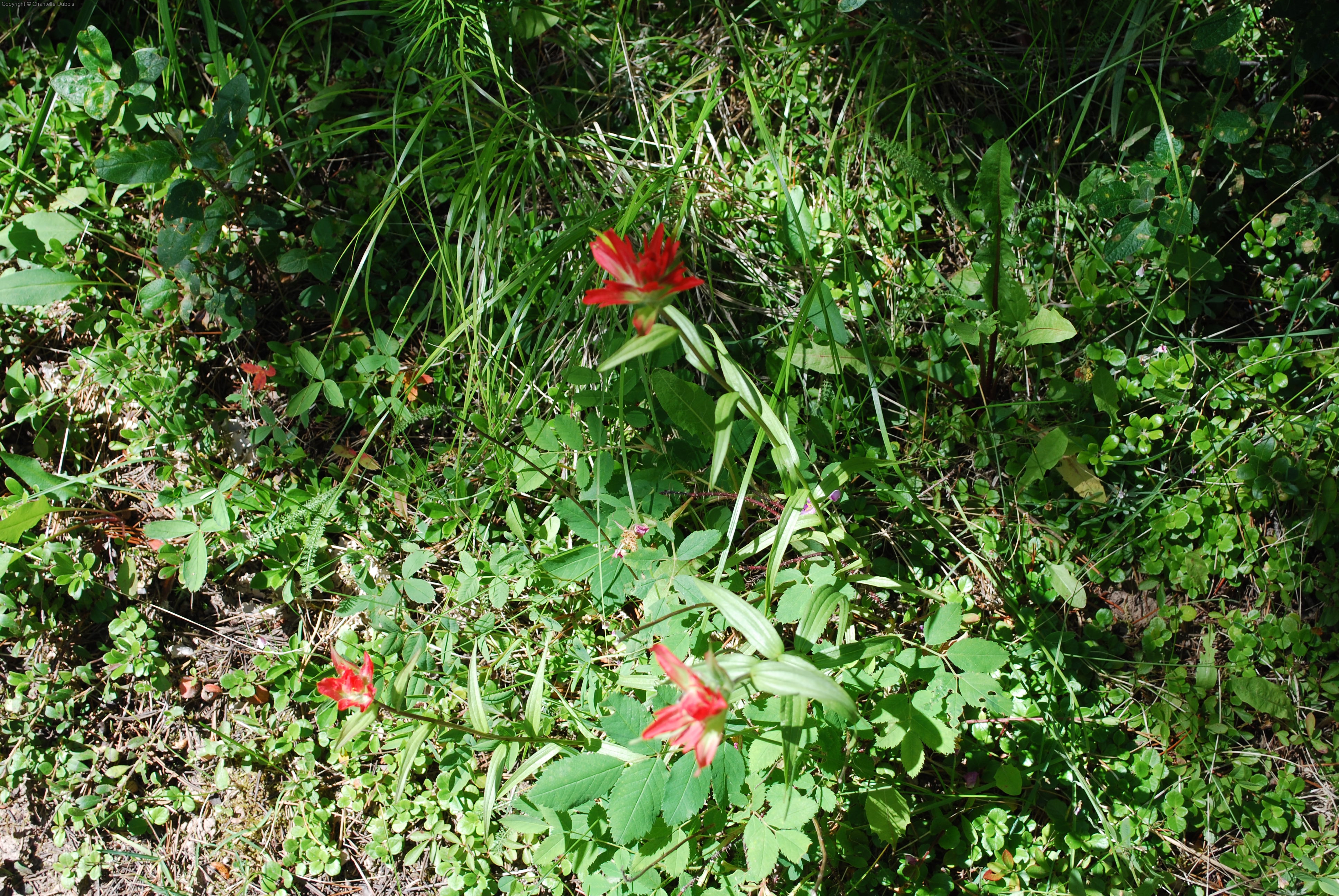 Pathway Flowers