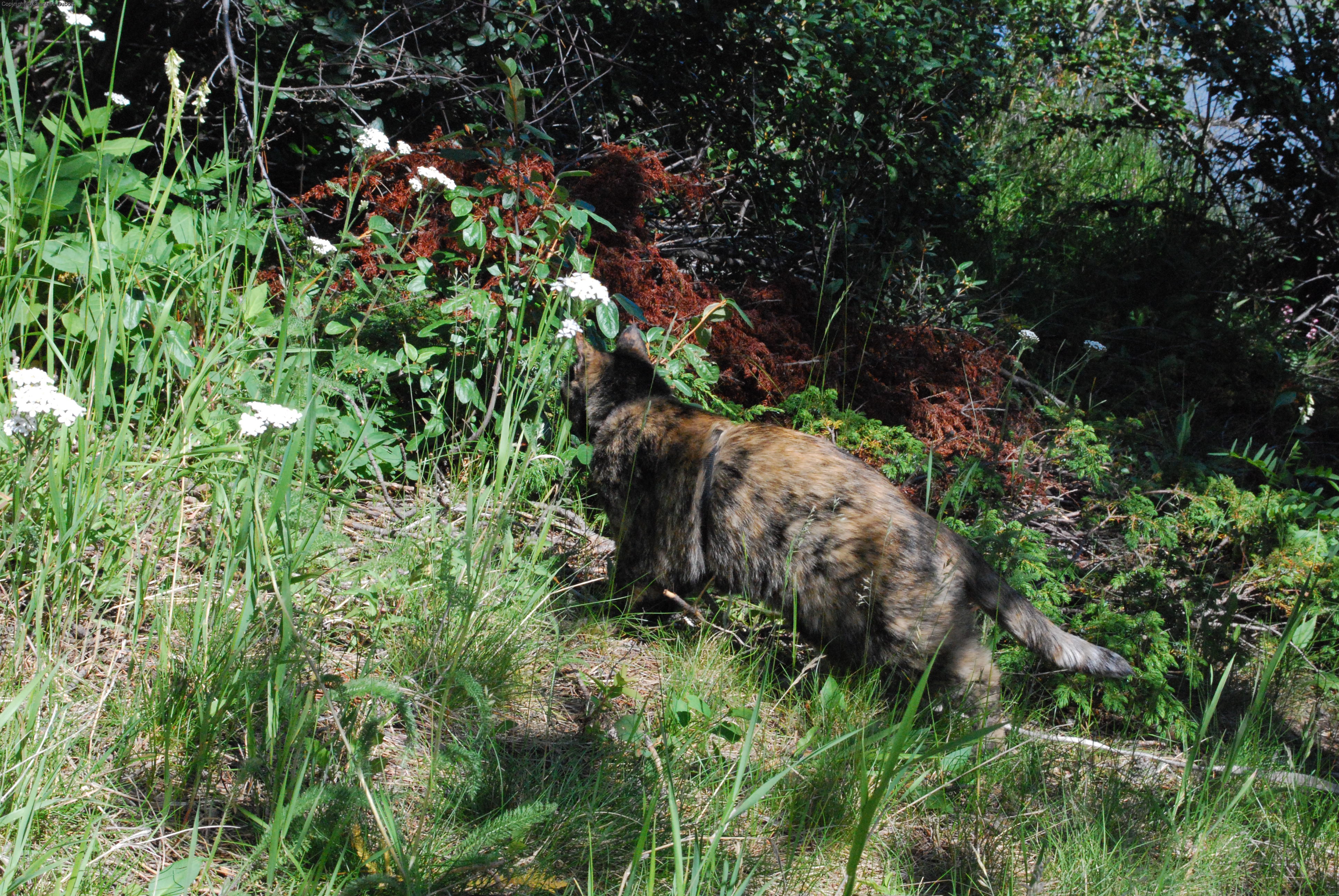 More Wild Life
