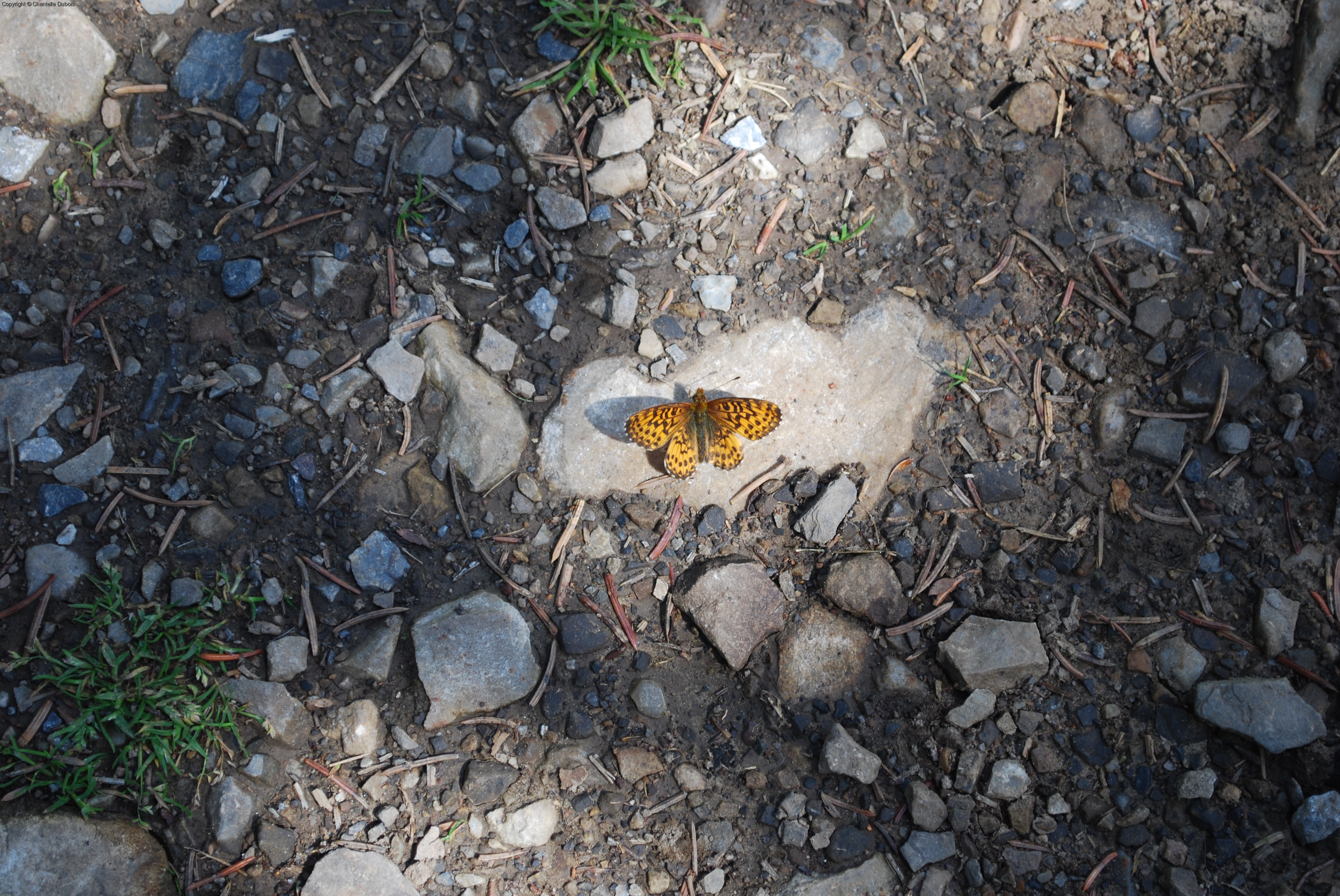 Butterfly