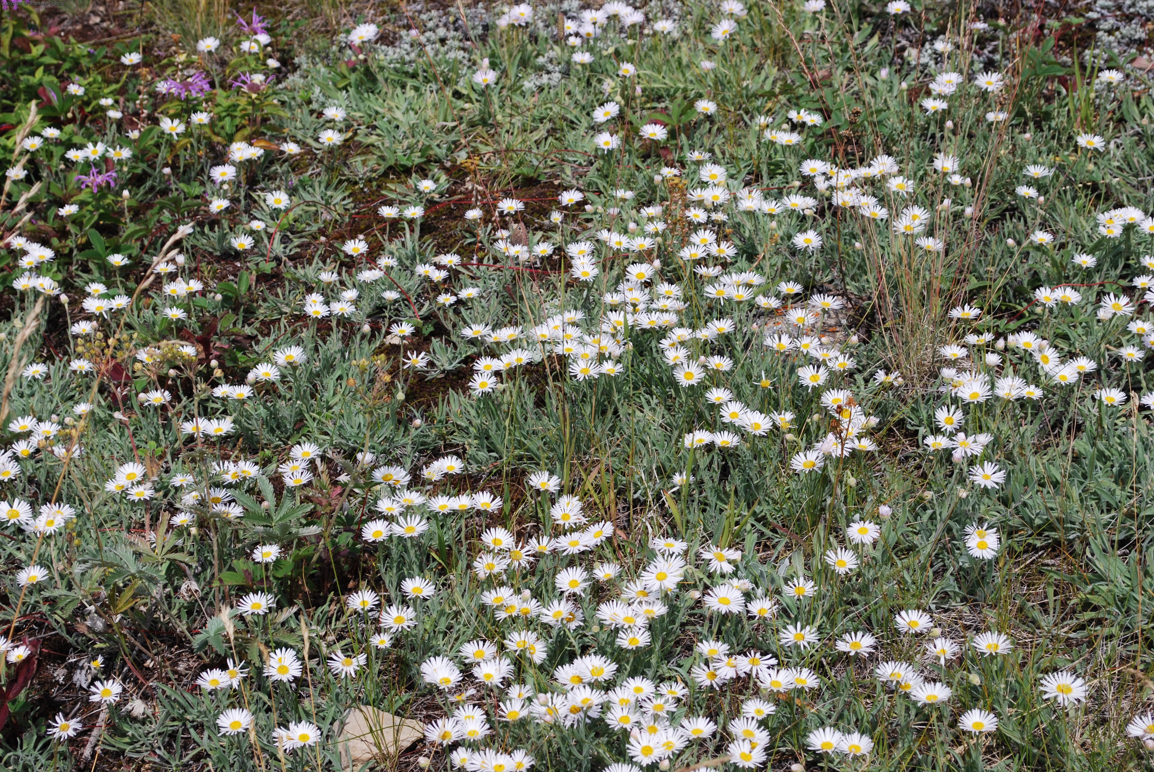 Daisies