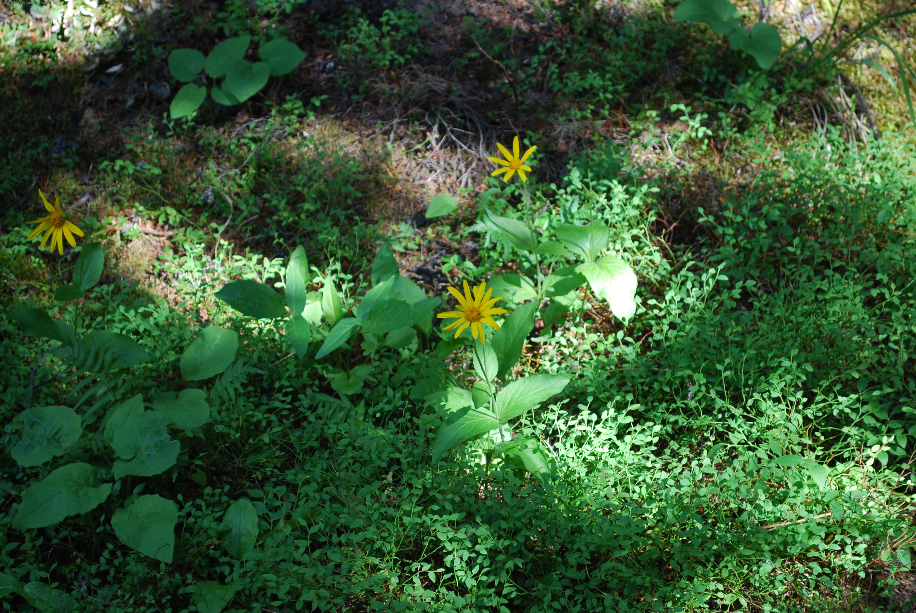 Alpine Flowers 4