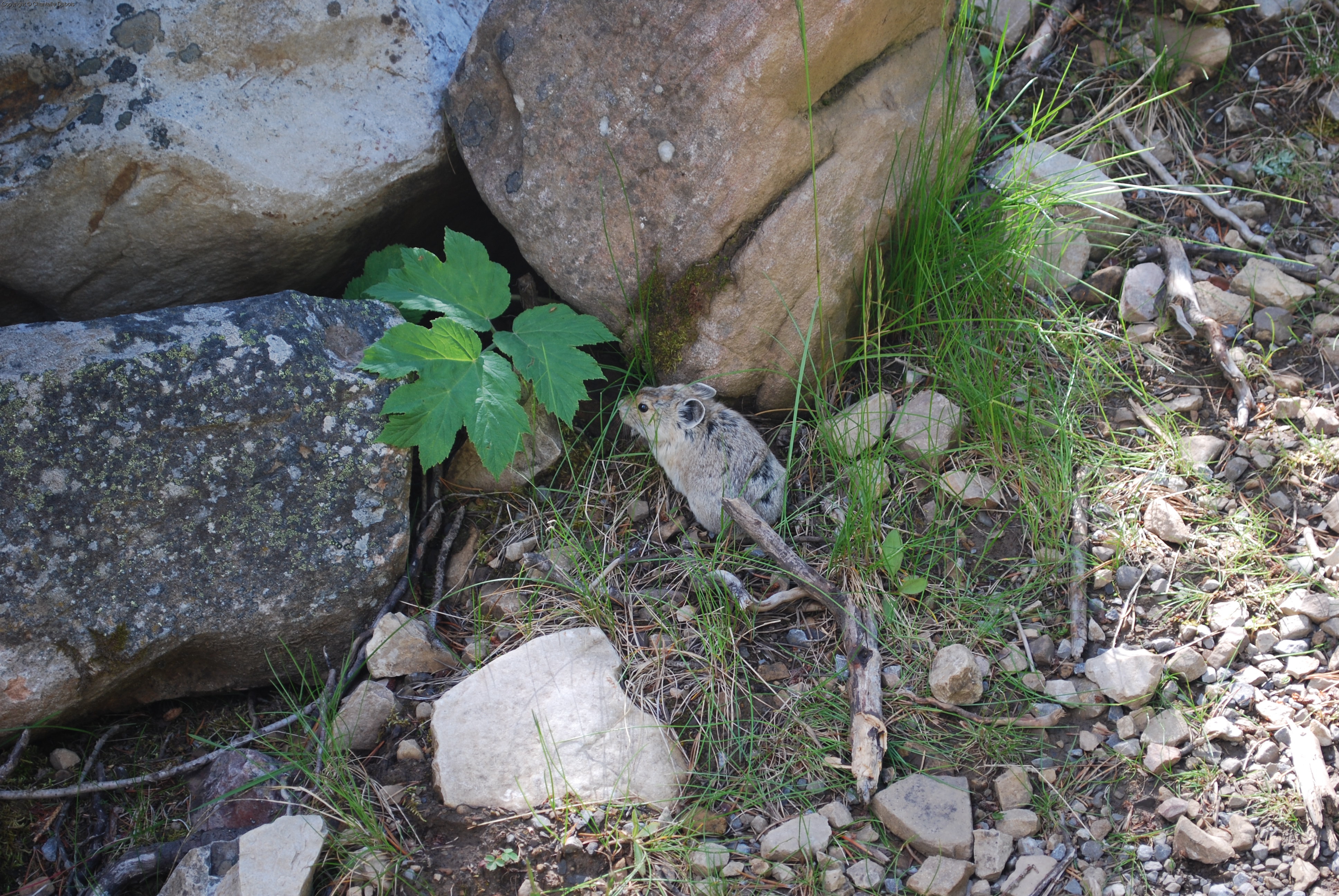 Pika