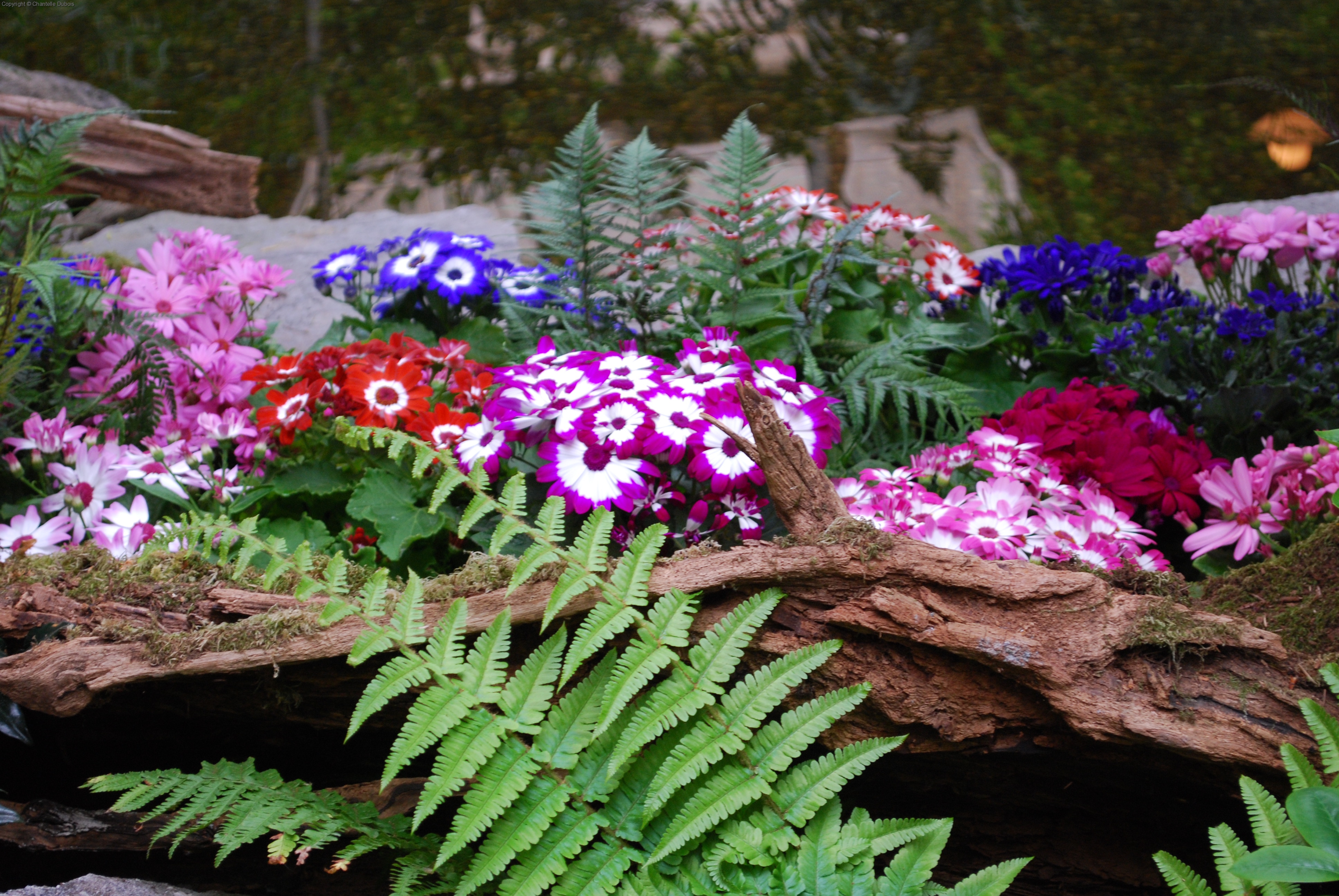 Prelude to Spring 4
