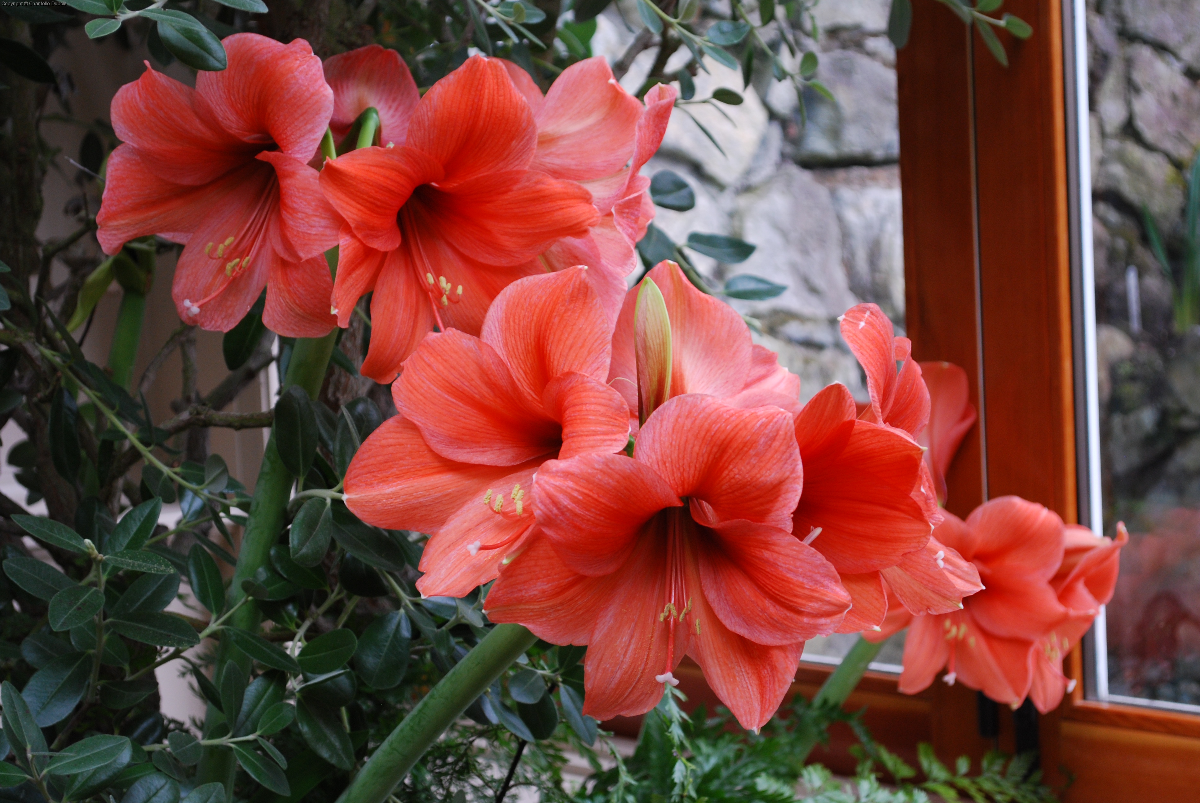 Prelude to Spring 6