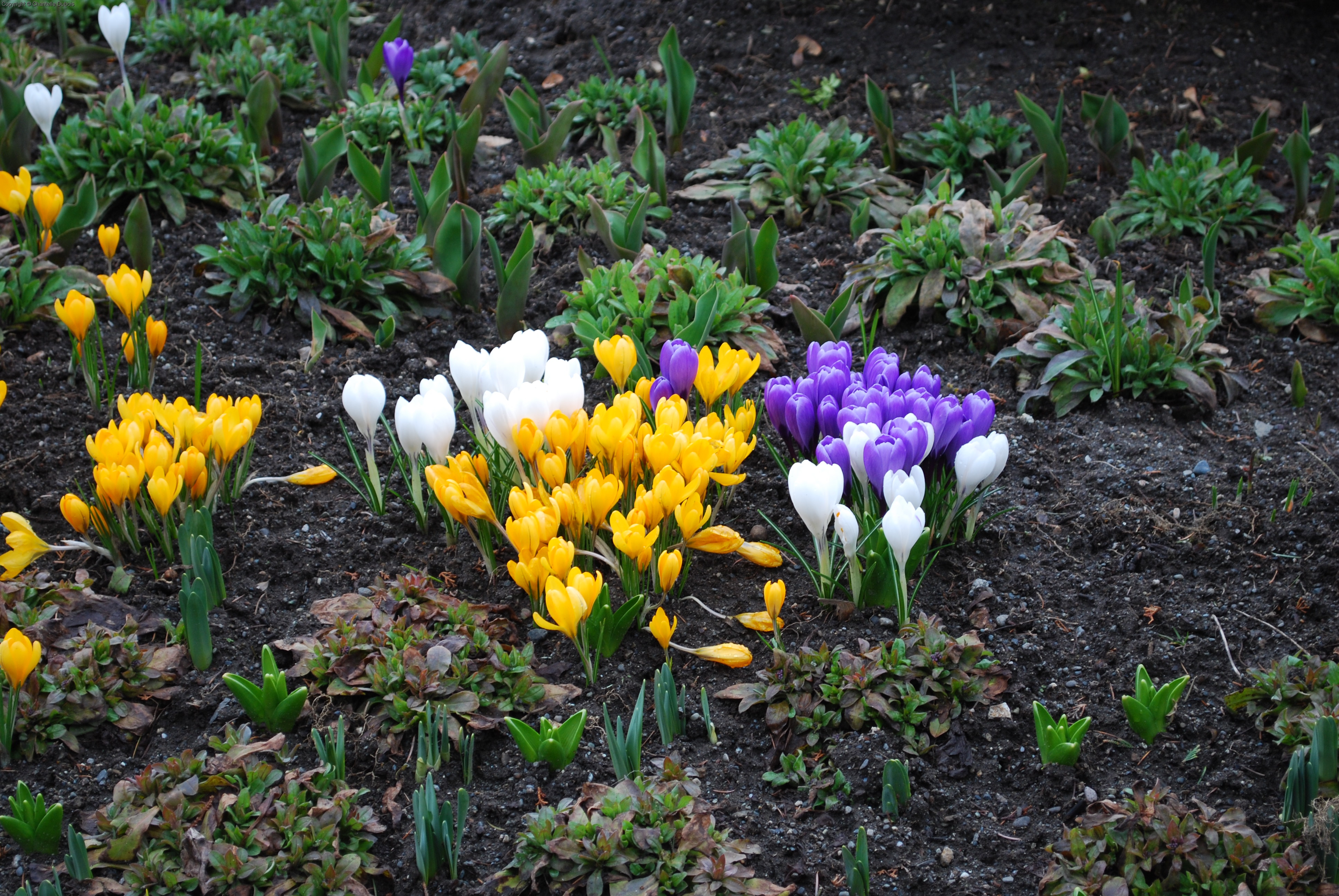 First Blossoms