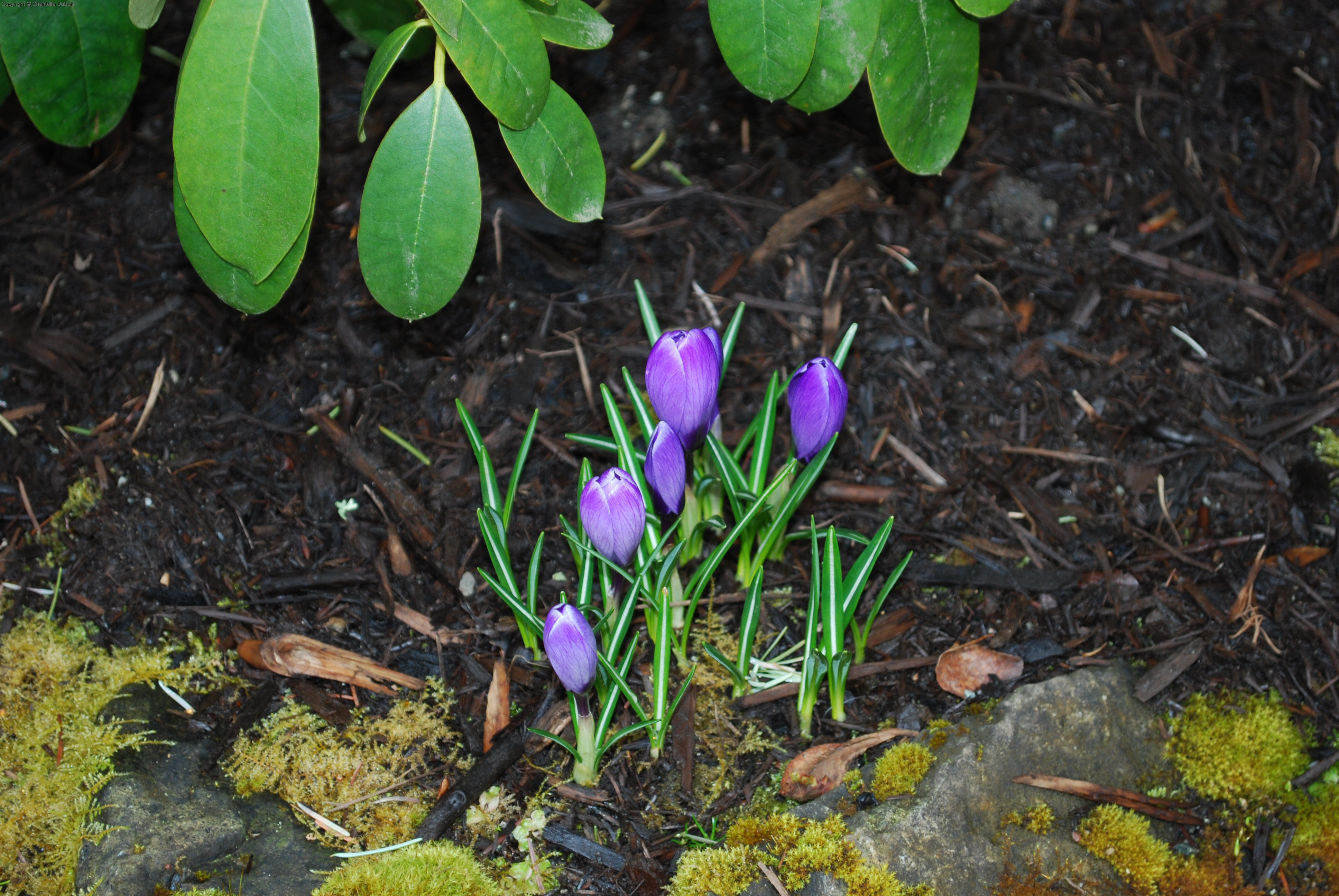 More Buds