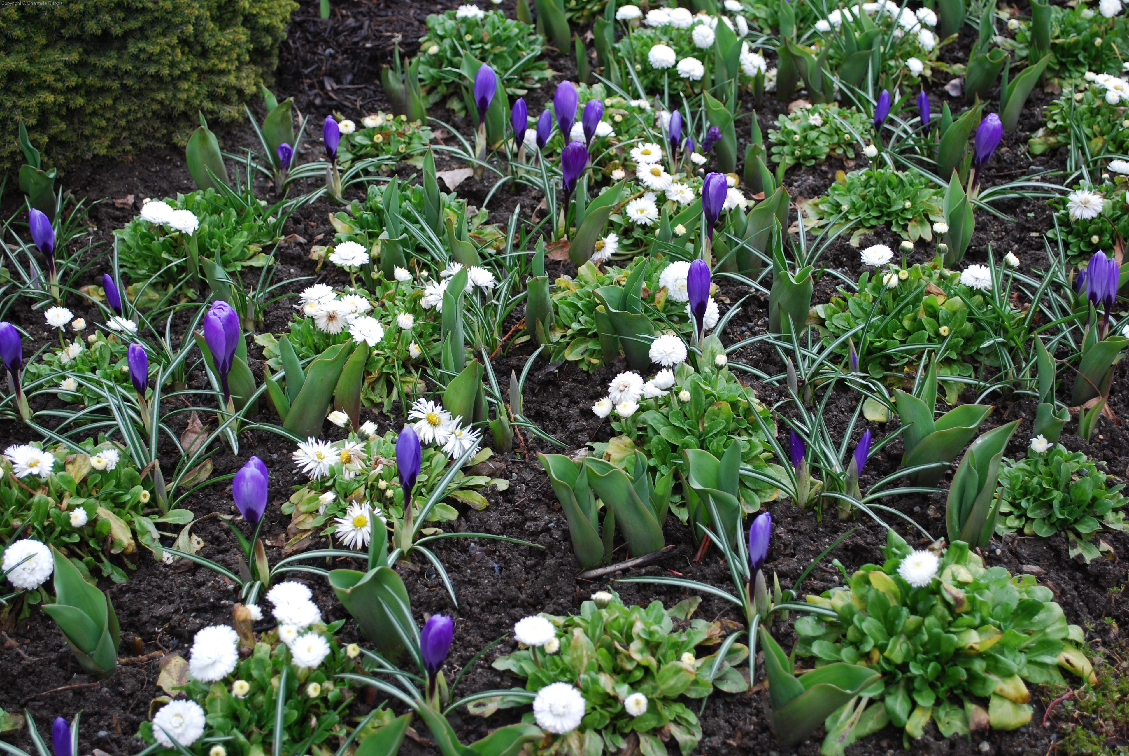 Green, Purple and White