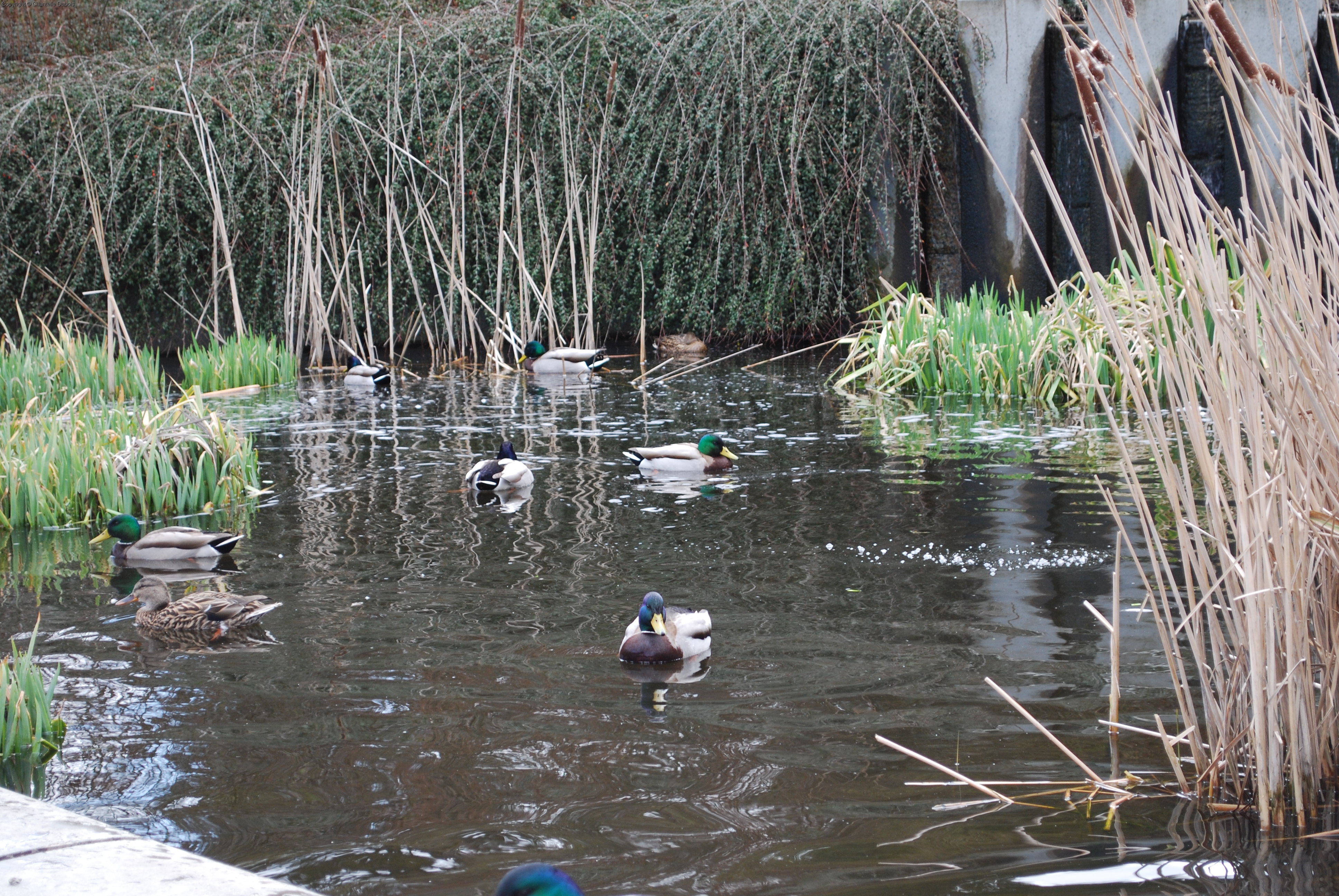 Ducks of the Hotel Grand Pacifc