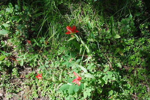 Pathway Flowers