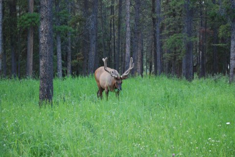 An Elk Mugs for the Cameras
