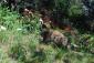 More Wild Life