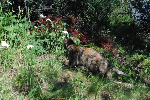 More Wild Life