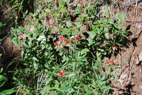 Alpine Flowers