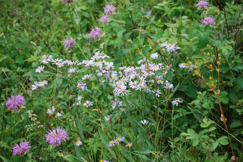 More Flowers