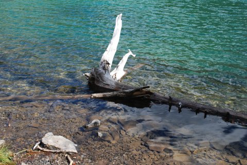 Driftwood 1