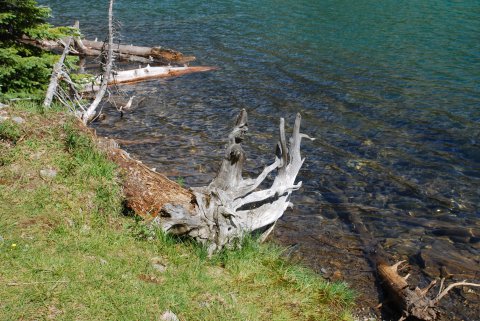 Driftwood 2