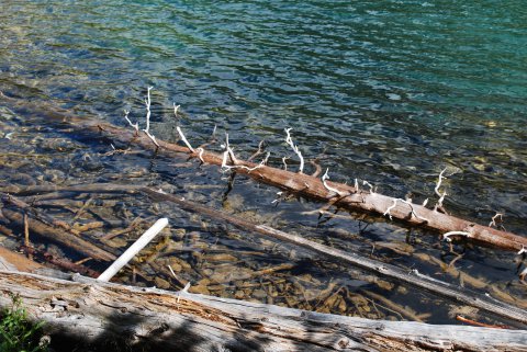 Driftwood 3
