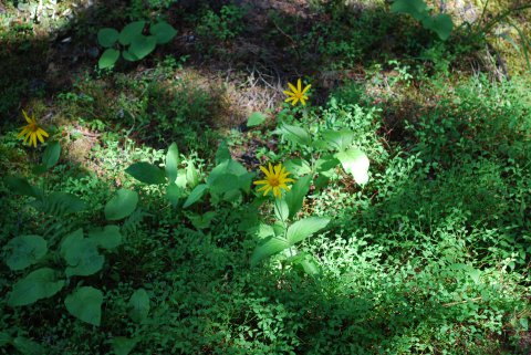 Alpine Flowers 4
