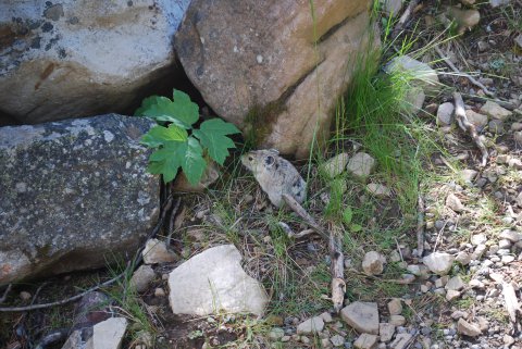 Pika