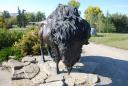 Bronze Buffalo/Bison
