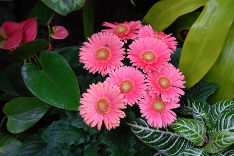 Prelude to Spring