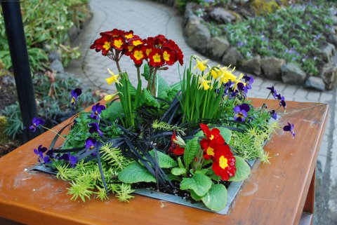 Bedding Out Plants