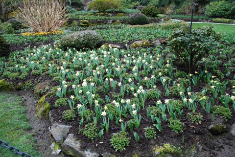 Daffodils