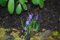 Album Name: Butchart Gardens March 09