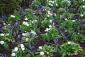 Green, Purple and White
