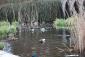 Ducks of the Hotel Gra...