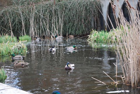 Ducks of the Hotel Grand Pacifc