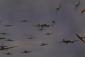 Tiny Battle of Britian